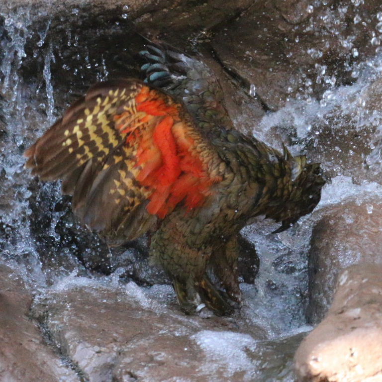 Kea bathing