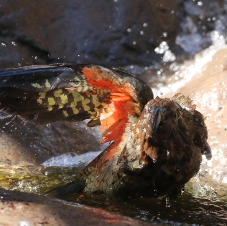 Kea bathing