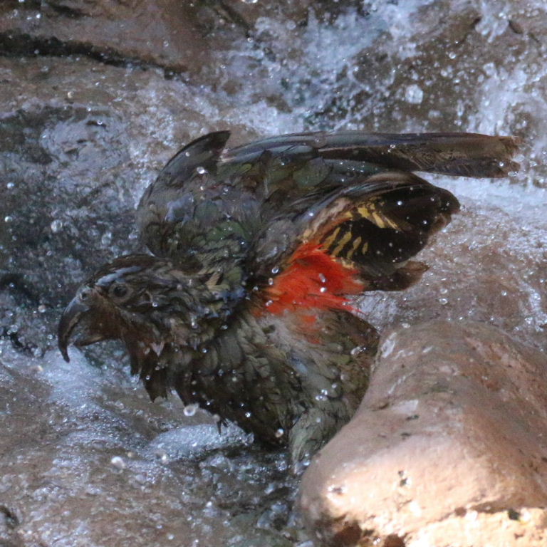 Kea bathing