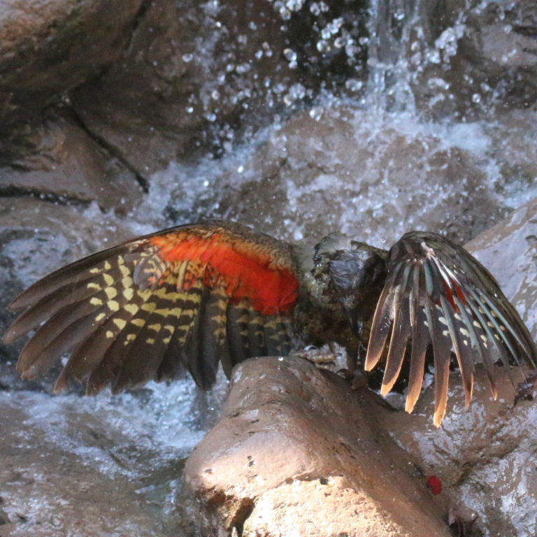 Kea bathing