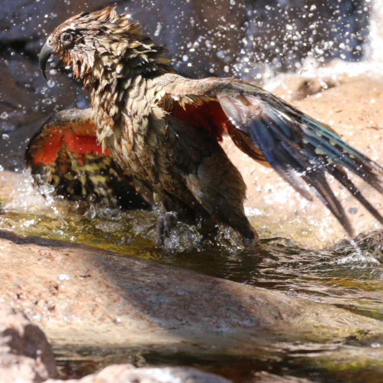 Kea bathing