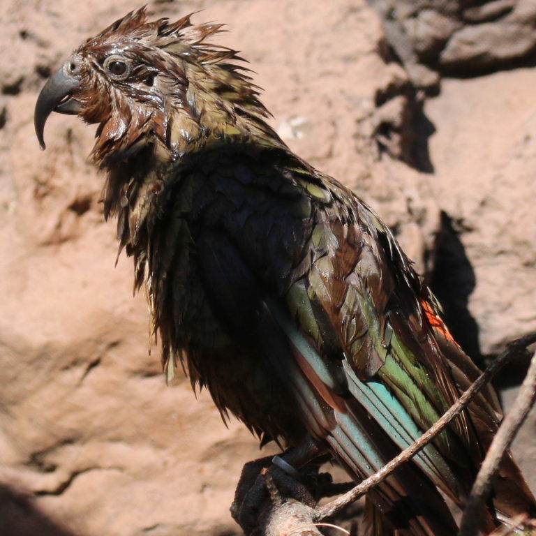 Kea bathing