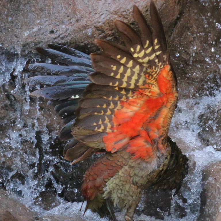 Kea taking shower