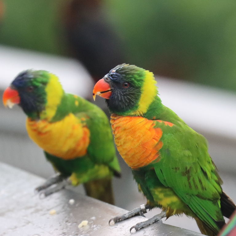 Marigold Lorikeet