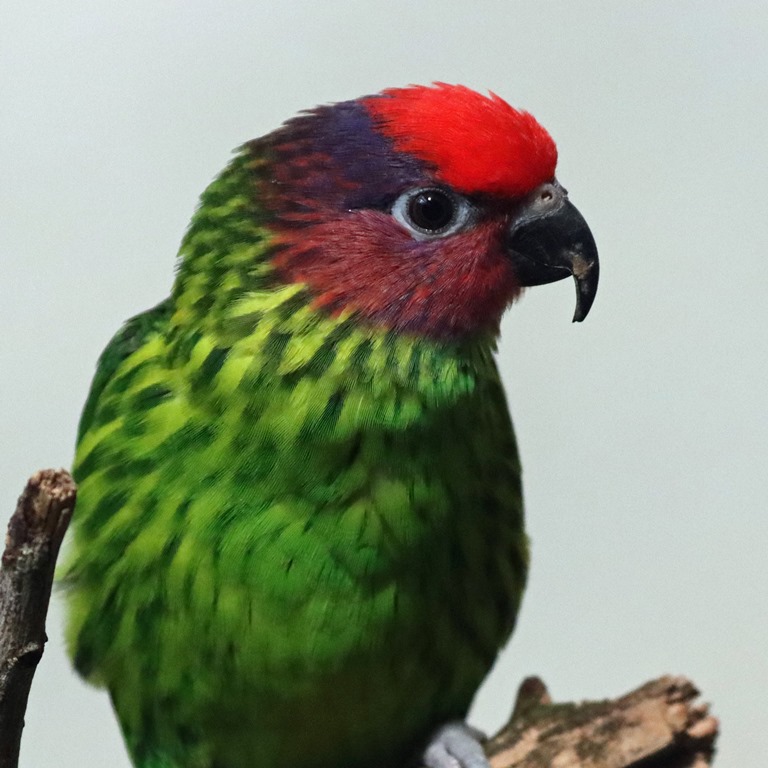 Goldie's Lorikeet