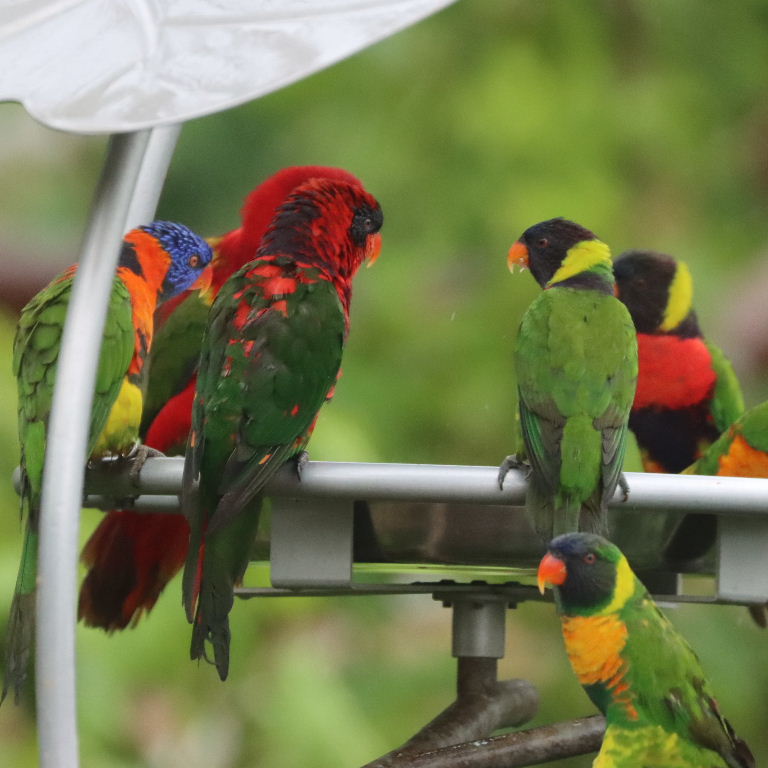 hybrid Lorikeet/Lory