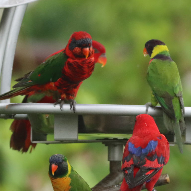 hybrid Lorikeet/Lory