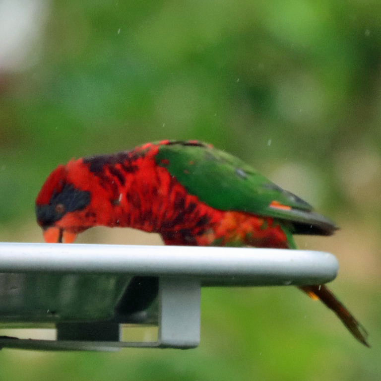 hybrid Lorikeet/Lory
