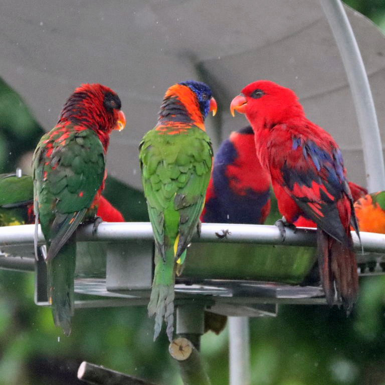 hybrid Lorikeet/Lory