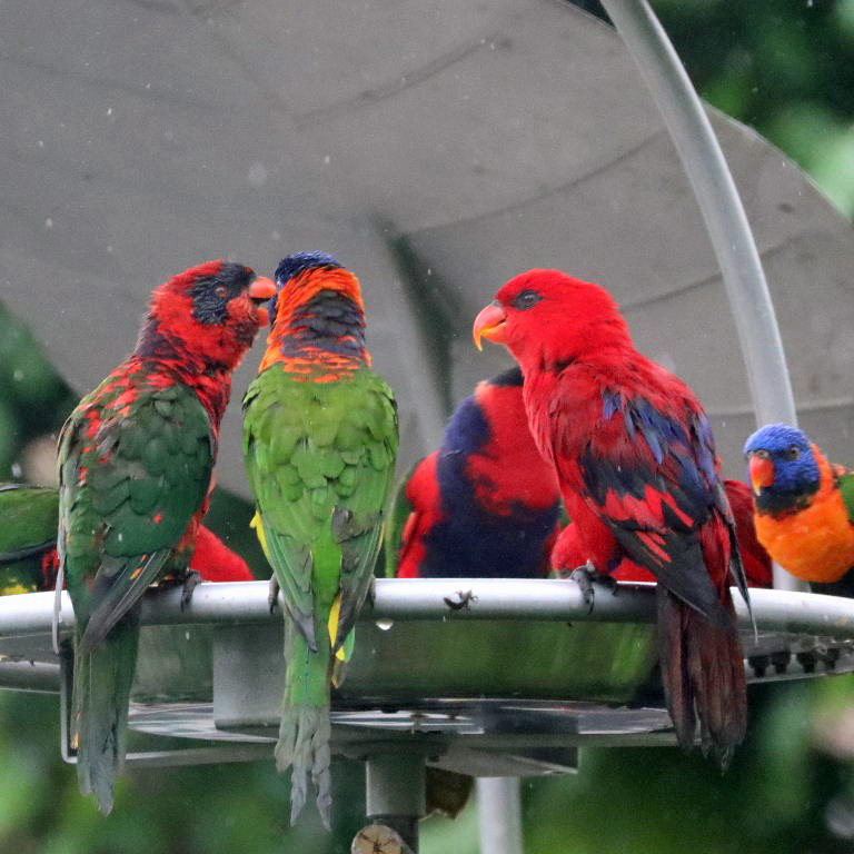 hybrid Lorikeet/Lory