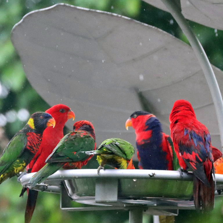 hybrid Lorikeet/Lory