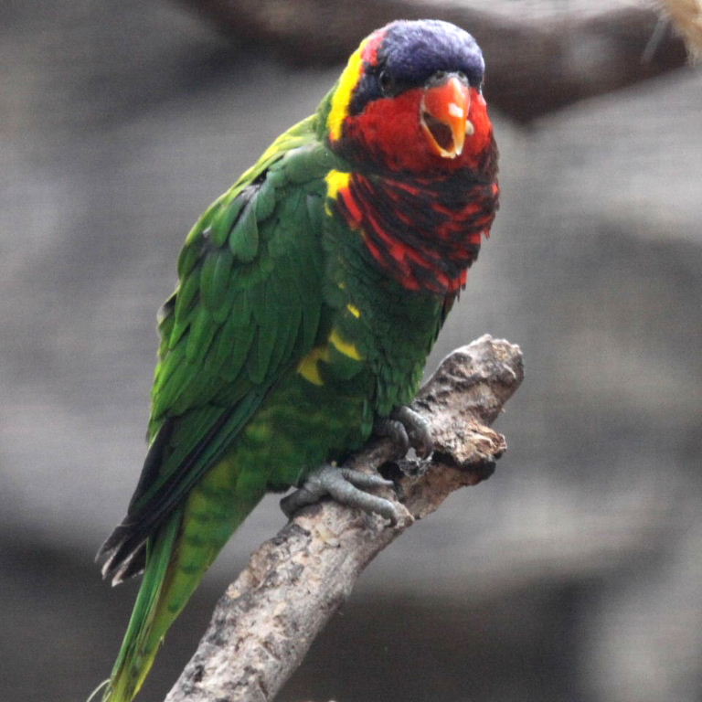 Ornate Lorikeet