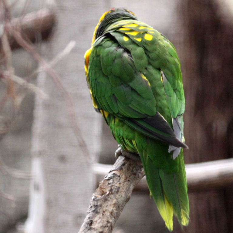 Ornate Lorikeet