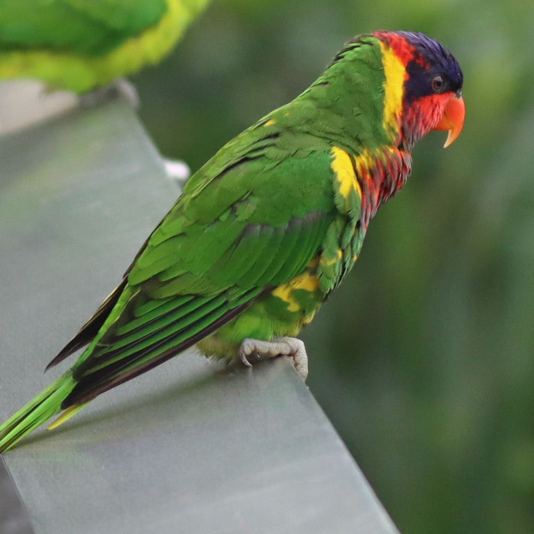 Ornate Lorikeet