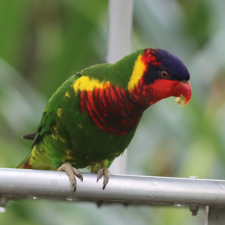 Ornate Lorikeet