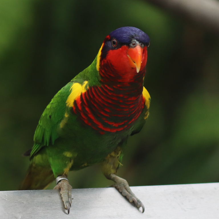 Ornate Lorikeet