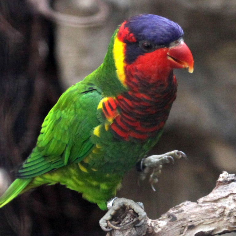 Ornate Lorikeet
