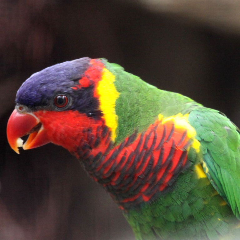 Ornate Lorikeet