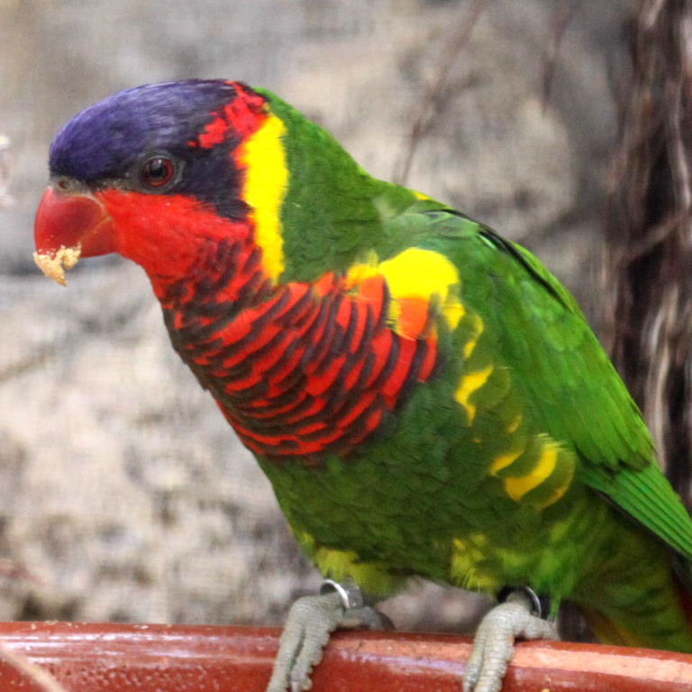 Ornate Lorikeet
