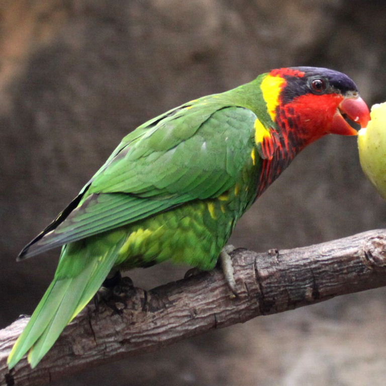 Ornate Lorikeet