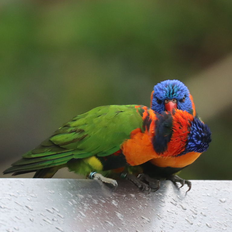 Red-collared Lorikeet