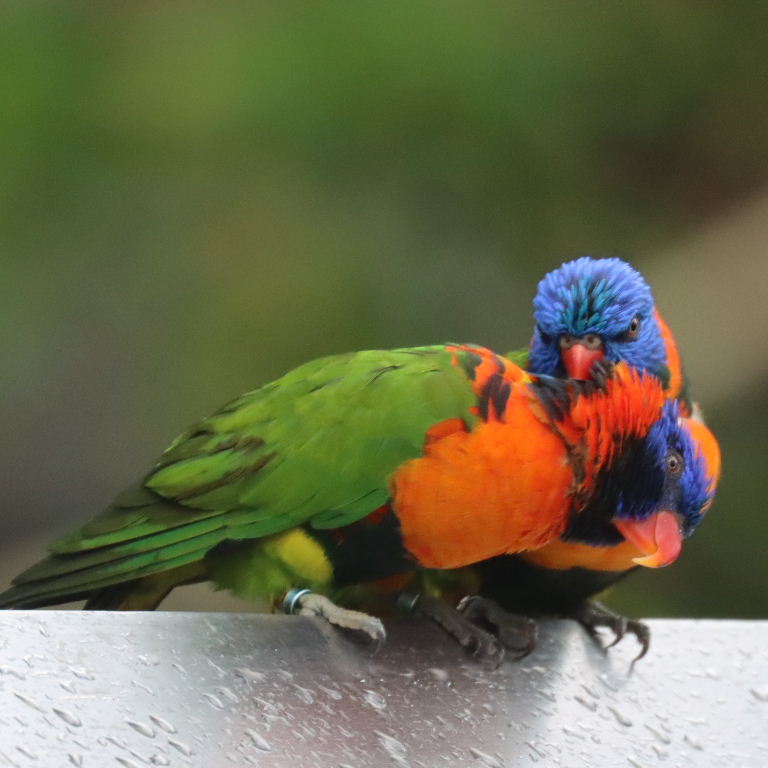 Red-collared Lorikeet