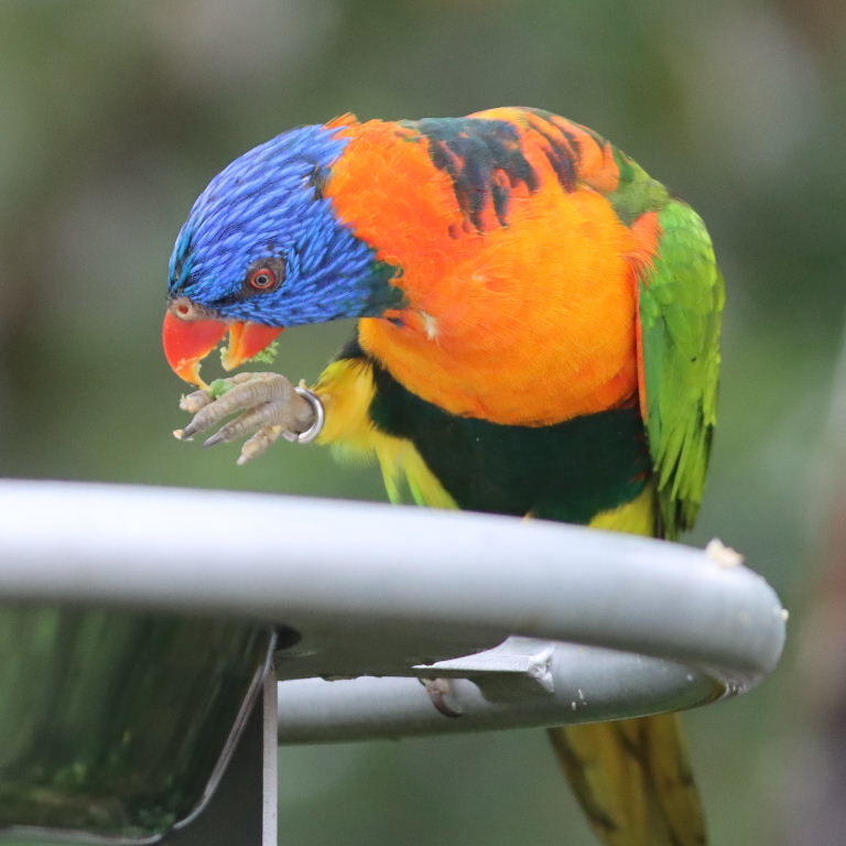 Red-collared Lorikeet