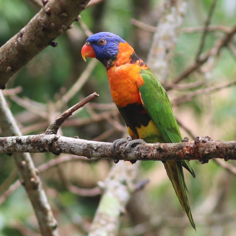 Red-collared Lorikeet