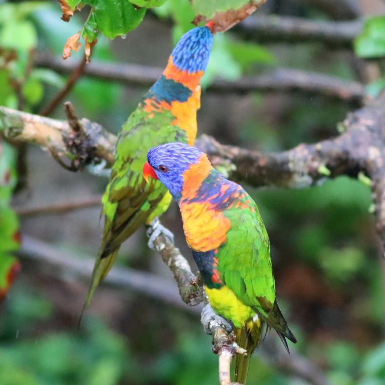 Red-collared Lorikeet