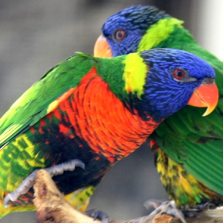 Pale-headed