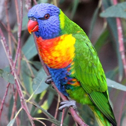 Rainbow-Swainson's