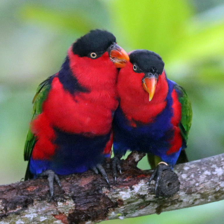 Black-capped Lories