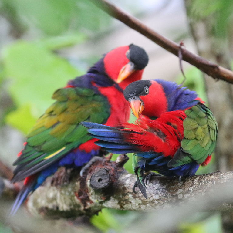Black-capped Lory