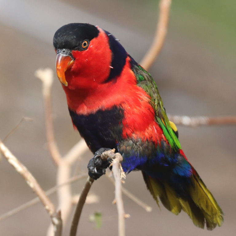 Black-capped Lory