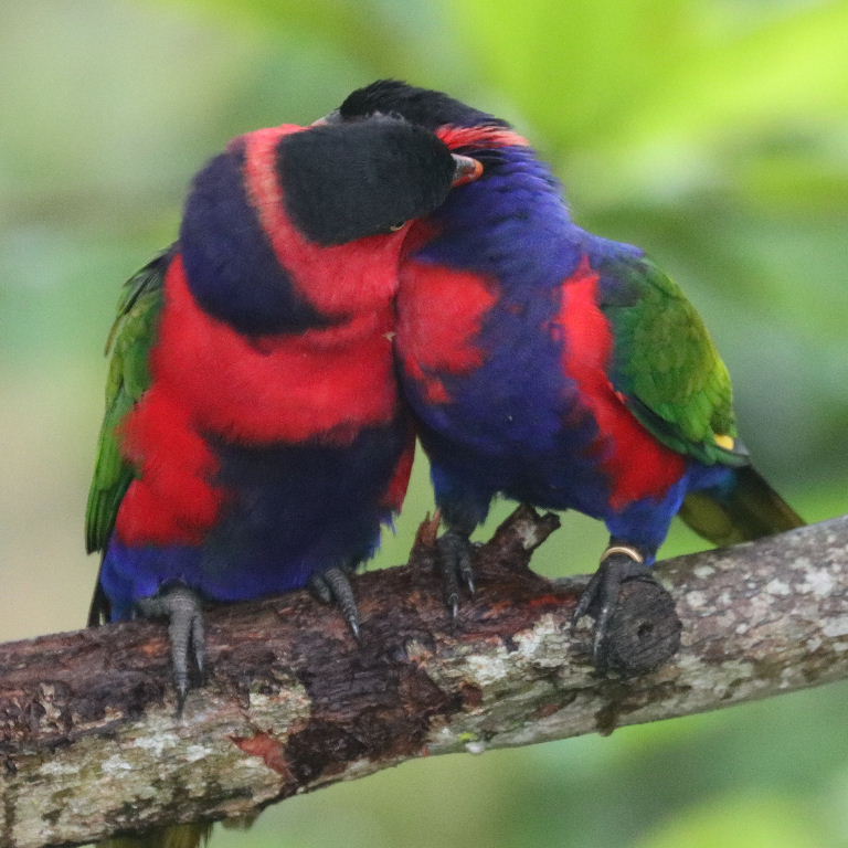 Black-capped Lories