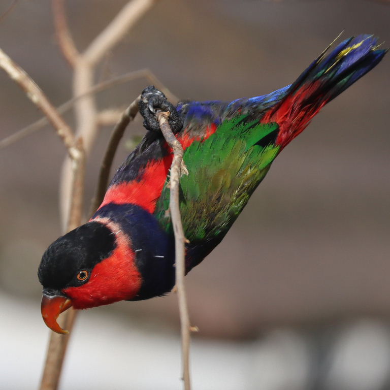 Black-capped Lory