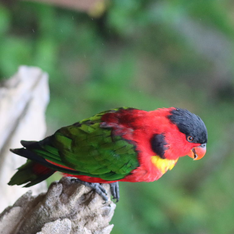 Yellow-bibbed Lory