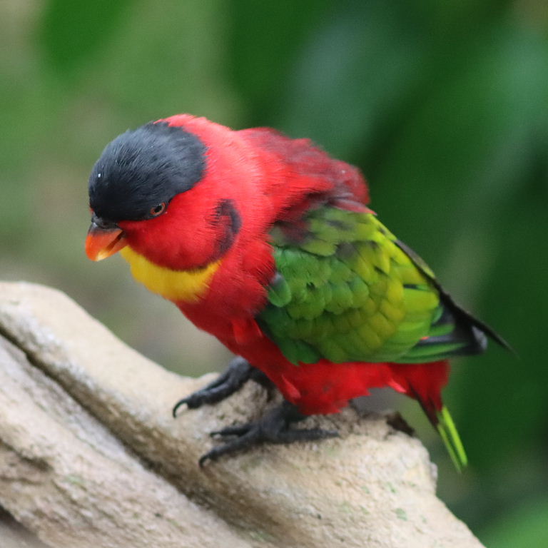 Yellow-bibbed Lory