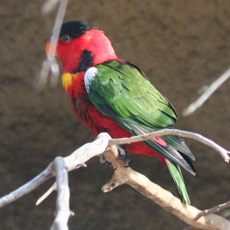 Yellow-bibbed Lory