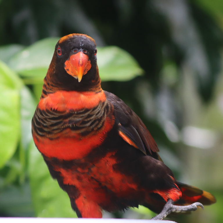 Dusky Lory