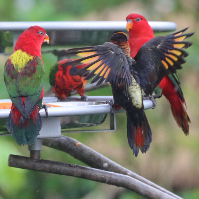 Dusky Lory having argument with Chattering Lories