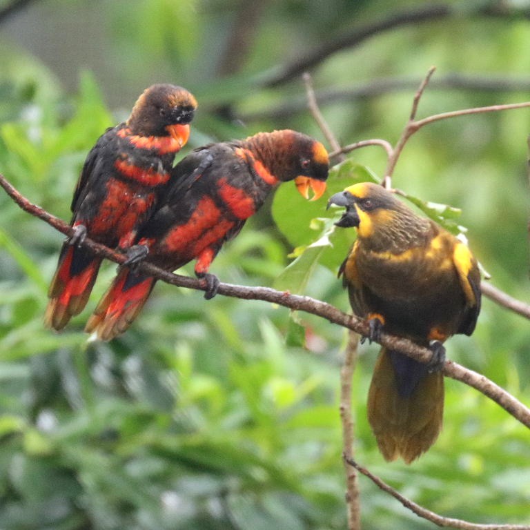 Dusky Lories and Brown Lory