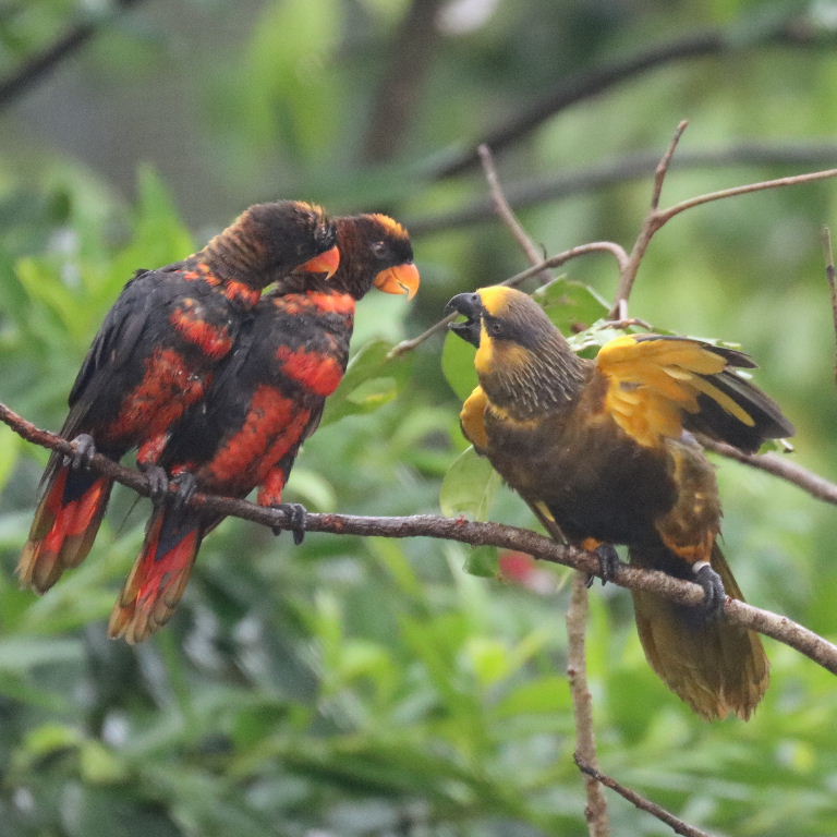 Dusky Lories and Brown Lory