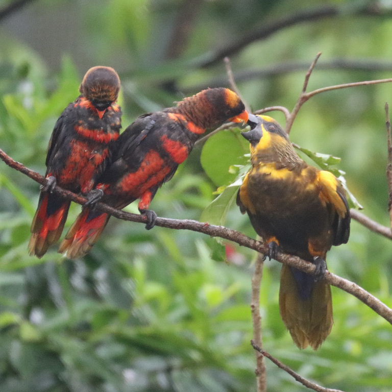 Dusky Lories and Brown Lory