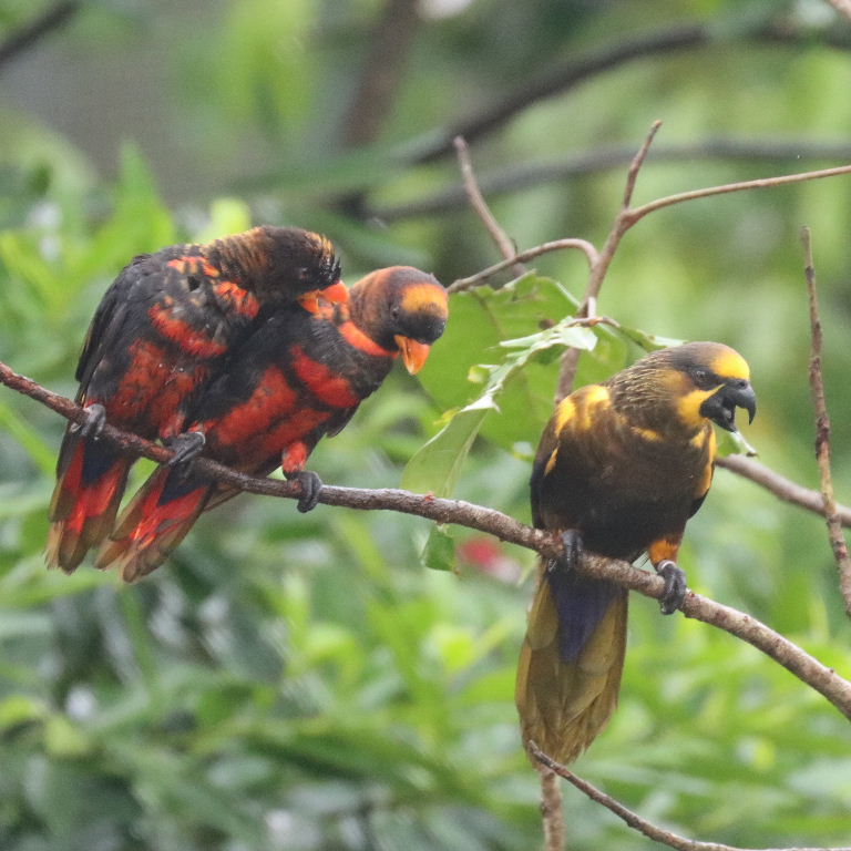 Dusky Lories and Brown Lory