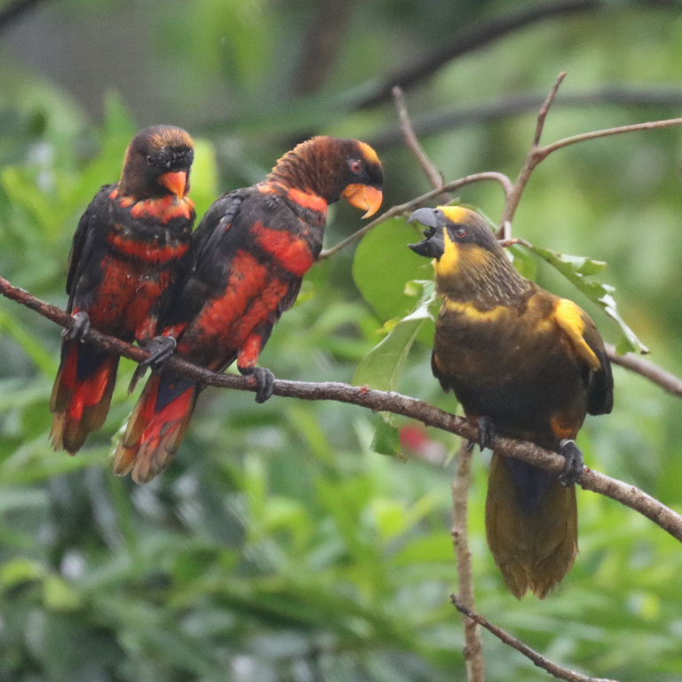Dusky Lories and Brown Lory