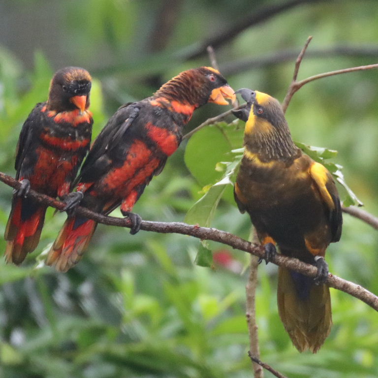 Dusky Lories and Brown Lory