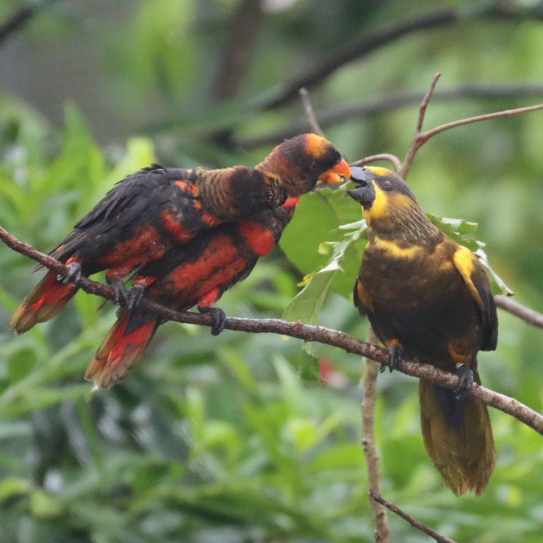 Dusky Lories and Brown Lory