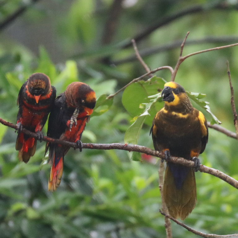 Dusky Lories and Brown Lory