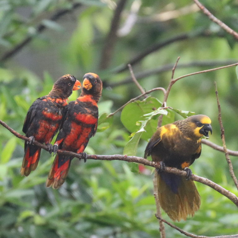 Dusky Lories and Brown Lory
